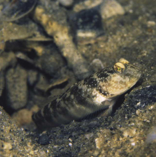 Cryptocentrus inexplicatus